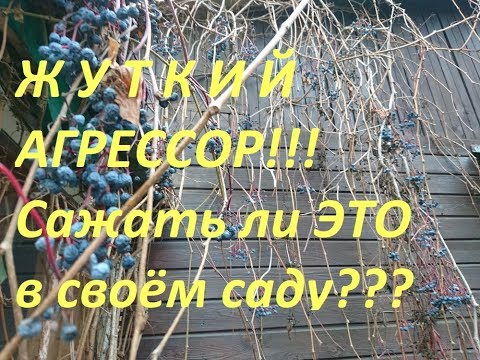 Видео: ДЕВИЧИЙ ВИНОГРАД Как я с ним справляюсь