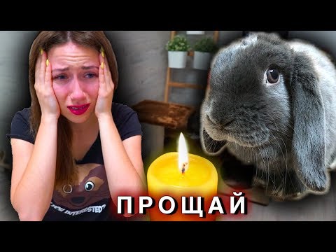 Видео: УМЕР КРОЛИК ЛИЗУН Последний День Смерть питомца | Elli Di Pets