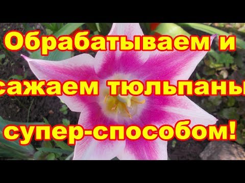 Видео: При посадке тюльпанов,эти пару приемов облегчат вашу жизнь и тюльпанов