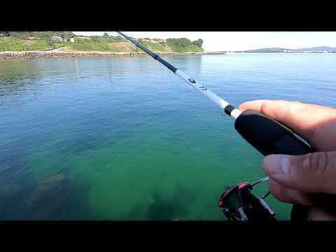 Видео: Риболов от брега на буната в Китен  Делфини ловуват до брега