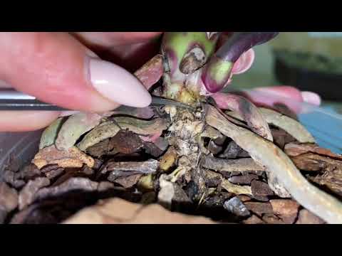 Видео: Орхидея АРКС РЕЙ без корней. Отрезала всё🤦🏻‍♀️Наращиваем корни! #фаленопсисарксрей #безкорней