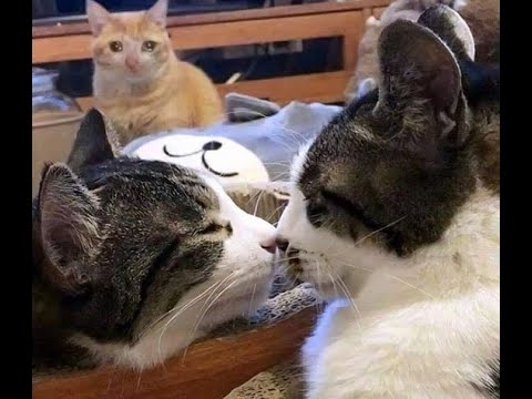 Видео: 😺 Кошачьи ревности!🐈 Видео смешных котов, котят и собак! 😻