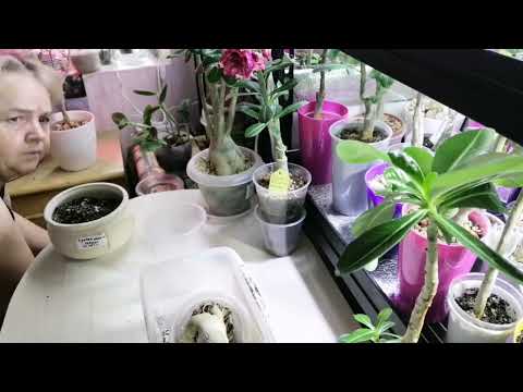 Видео: Проблема с адениумом. Реанимирую. Пересадка в перлит. 28.01.25г