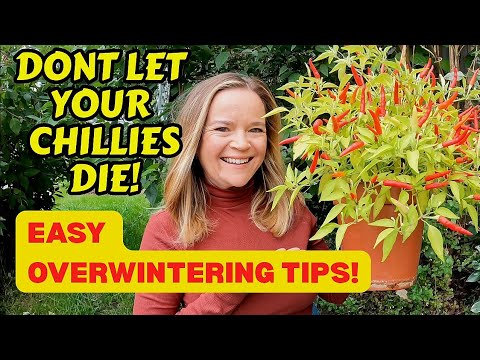 Видео: Как уберечь растения перца чили и других сортов от зимовки 🌶️ | Сохраните их живыми для самого бо...