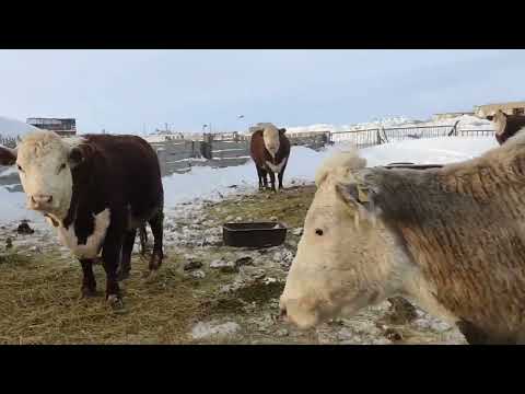 Видео: Жизнь в небольшом селе Казахстана. #Казахстан #селосадовое #атбасарскийрайон