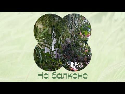 Видео: Осенний балкон. Комнатные растения дома.