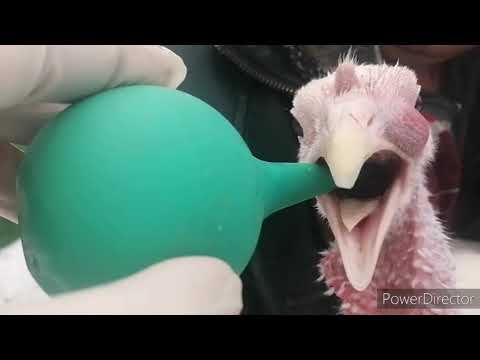 Видео: Синусит у индюков.