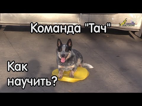 Видео: Команда тач, как научить, подготовка к охране вещи, разные этапы дрессировки
