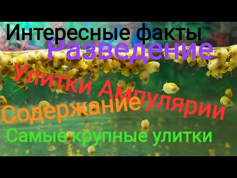 Видео: Самые большие аквариумные улитки Ампулярии! История,содержание,разведение,интересные факты!