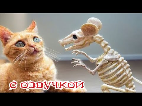 Видео: Приколы с котами! С ОЗВУЧКОЙ! Смешные коты! Самые смешные животные на планете!