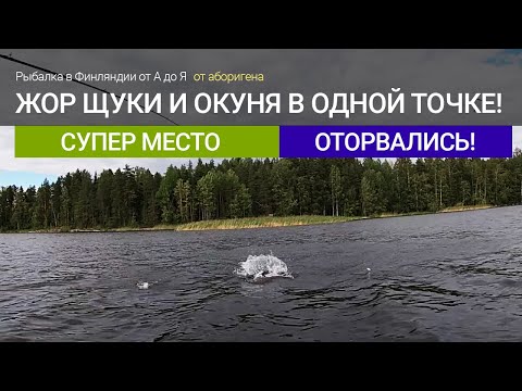 Видео: Супер место со щукой и окунем в Финляндии - жор в одной точке!