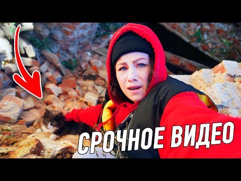 Видео: Спасаю Алису в заброшке! Две ночи ищу кошку! Что сделали чужие собаки с Кисой Алисой?!