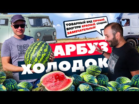 Видео: Арбуз Холодок 🍉🚛💸