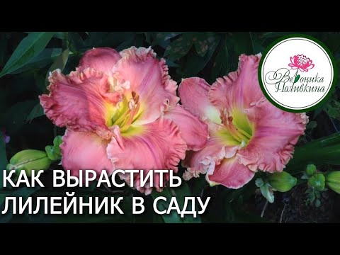Видео: ВЫРАЩИВАЕМ ЛИЛЕЙНИКИ В САДУ