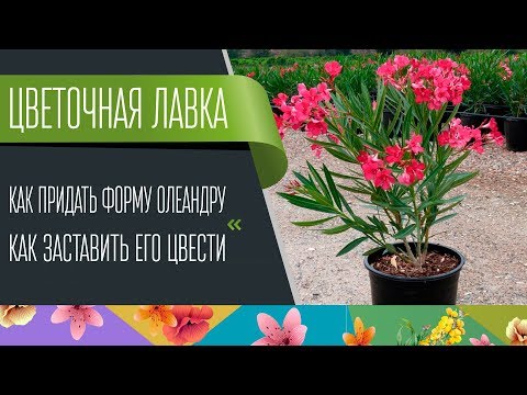 Видео: Как придать форму олеандру. Как заставить его цвести