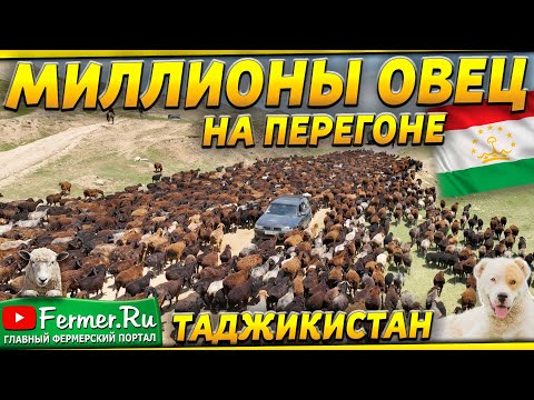 Видео: Великий перегон гиссарских овец на летние пастбища Легендарные гиссарские овцы гордость Таджикистана