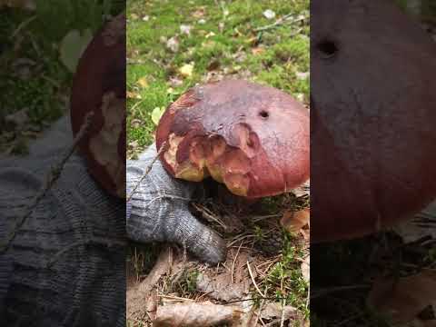 Видео: 🍄Удачная грибалка: боровики, белые, разные мухоморы 🍄