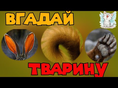 Видео: Вгадай тварину по частині тіла. Дикі тварини для дітей