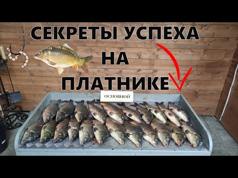 Видео: ЛОВЛЯ КАРПА НА ФИДЕР СЕКРЕТЫ УСПЕХА НА ПЛАТНИКЕ