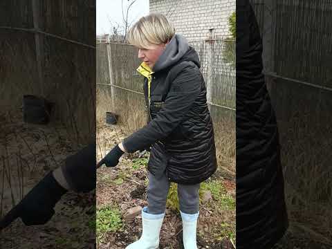 Видео: ОБРЕЗКА ГОРТЕНЗИИ. Резала в этот раз разными способами, с пояснениями причин.