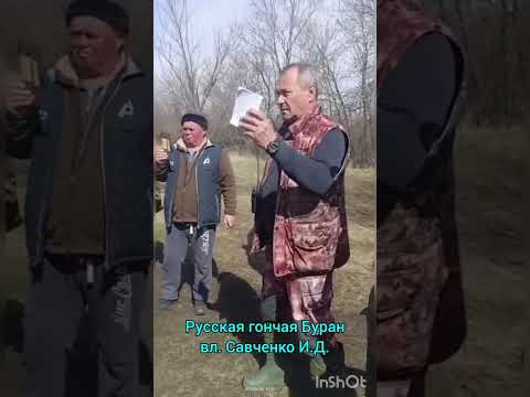 Видео: Русская гончая Буран ВПКОС 1569\21 вл. Савченко И.В.