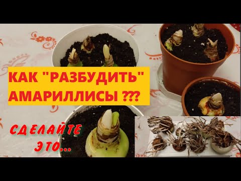 Видео: Амариллис. Как разбудить спящую луковицу?