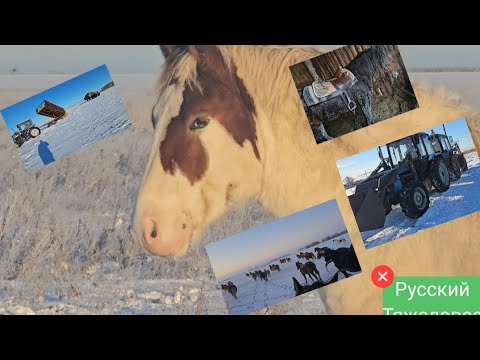 Видео: Приключение Жеребца Зайсана.| Кормозаготовка.| Морозная погоня на Малыше.