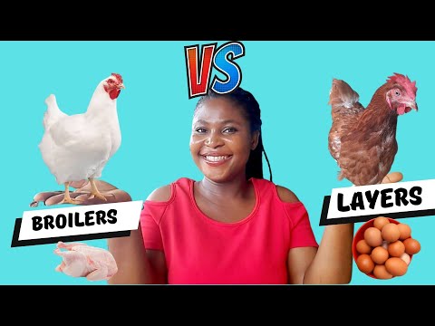 Видео: Какой птицеводческий бизнес более прибыльный для новичков: бройлеры или несушки?