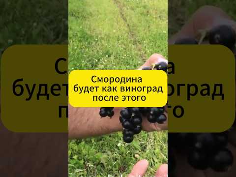 Видео: Смородина с виноград. Осенняя хитрость.  #дача #сад #смородина  #огород