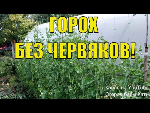 Видео: Как сажать и подвязывать, чем подкармливать и  обрабатывать горох, чтобы там не было червей.