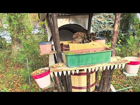 Видео: На Рышкановке, ул.Николая Димо 7/3.