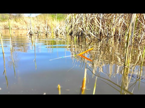 Видео: РЫБАЛКА НА ПОПЛАВОК на тихой маленькой речке!! Крупный карась на удочку в камышах