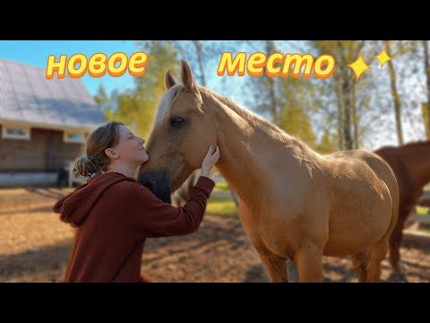 Видео: Переселились в конюшню МЕЧТЫ | Стабуниваем лошадей 🐎