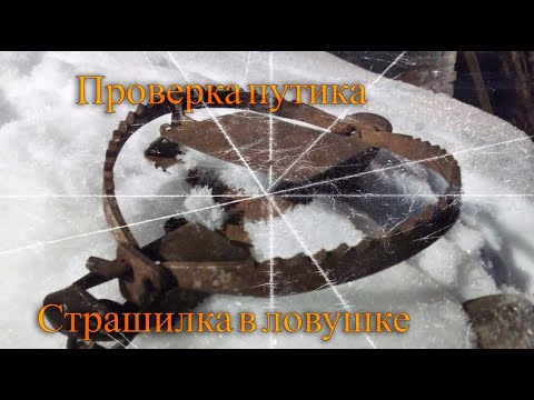 Видео: Проверка путика. Страшилка в ловушке.