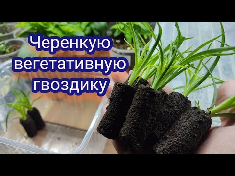Видео: Вегетативная гвоздика. Черенкую в кокосовые пробки