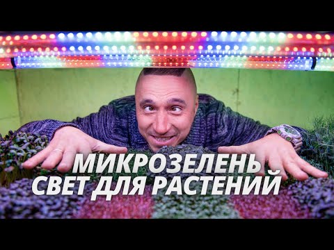 Видео: Микрозелень Освещение растений лампами на  сити ферме гидропоники