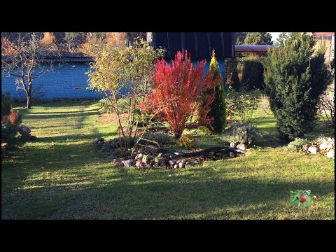 Видео: Барбарис Тунберга Эректа - лидер внимания 2021.#природа #кустарники #сад #park