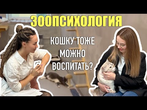 Видео: О чем молчит ваш кот | Фелинолог-это кто?