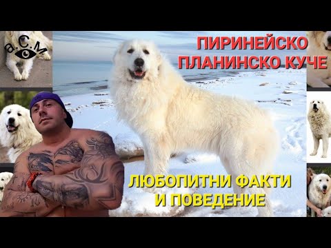 Видео: ПИРИНЕЙСКО ПЛАНИНСКО КУЧЕ - ЛЮБОПИТНИ ФАКТИ И ПОВЕДЕНИЕ   а.С.м