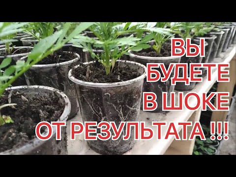 Видео: СУПЕР-УДОБРЕНИЕ ПОСЛЕ ПИКИРОВКИ? Работаем БЕЗ ПОТЕРЬ и с мощными корнями!