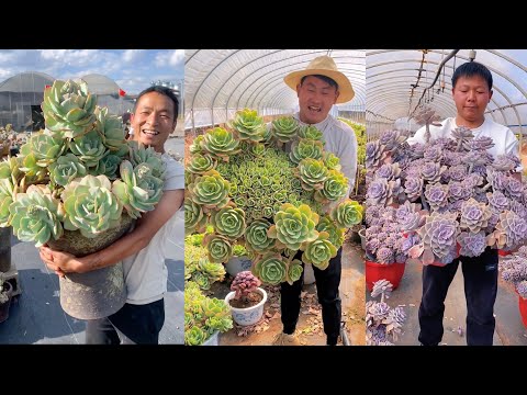 Видео: Невероятные суккуленты: ОГРОМНЫЕ размеры и потрясающая трансформация цвета
