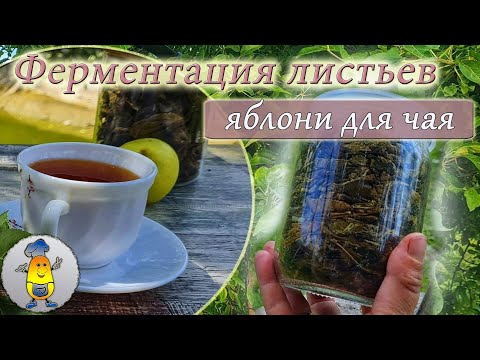 Видео: Ферментация яблочного листа от А до Я - тонкости и нюансы приготовления чая