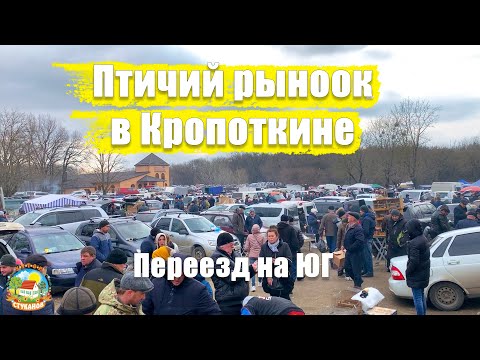 Видео: Съездили в Кропоткин, узнать что почём на птичьем рынке. Новые жильцы / Жизнь на юге