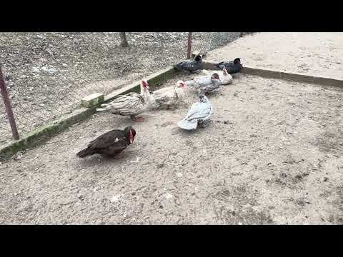 Видео: Мускусные утки на племя