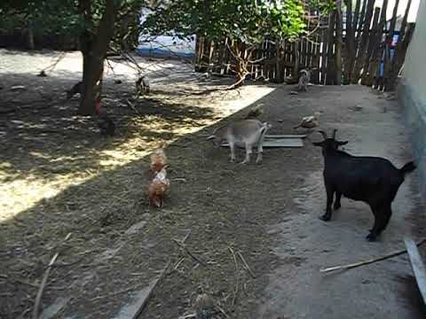 Видео: Рацион питания камерунских коз чем кормить какие порции мини козлята