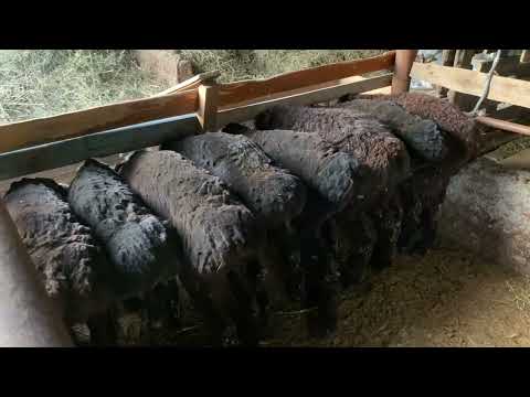 Видео: Қозы бордақылау-кешкі ас