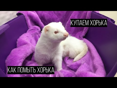 Видео: Уход за ХОРЬКАМИ.  Как ПОМЫТЬ хорька /Furittus