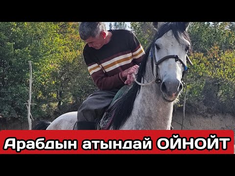 Видео: бош отурган АДАМ БУЛ АТТАН ТОЧНО ТҮШҮП КАЛАТ