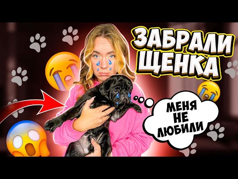 Видео: КУПИЛИ ЩЕНКА МОПСА! Наша ПЕРВАЯ ВСТРЕЧА и РЕАКЦИЯ БАКСА! ЕГО Первые 24 часа С Нами! ВЛОГ