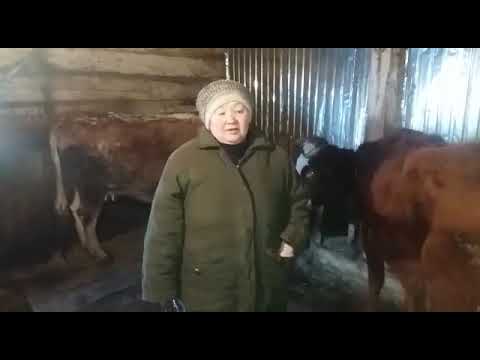 Видео: Атония, гипотония преджелудков у коров